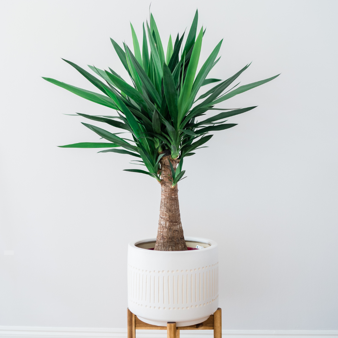 Yucca éléphantipes
