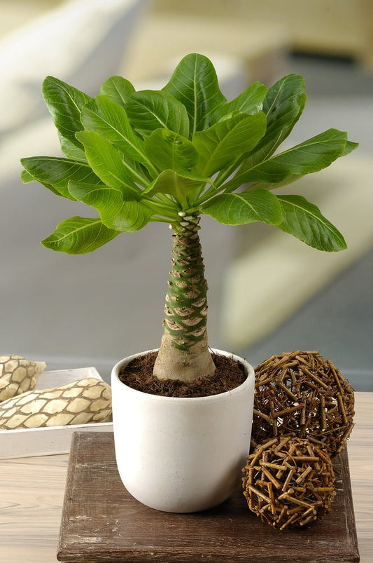 Brighamia insignes plant