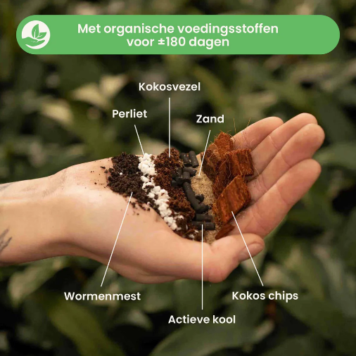 Ficus Potgrondmix | De Plantrekkers