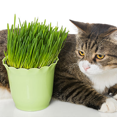 Herbe à chat