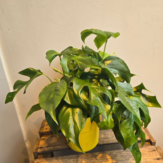 Rhapidophora Tetrasperma - Monstera Minima