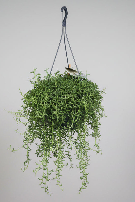dolphin succulents buy Senecio Peregrinus 'Dolphin Plant' | Buy hanging plant