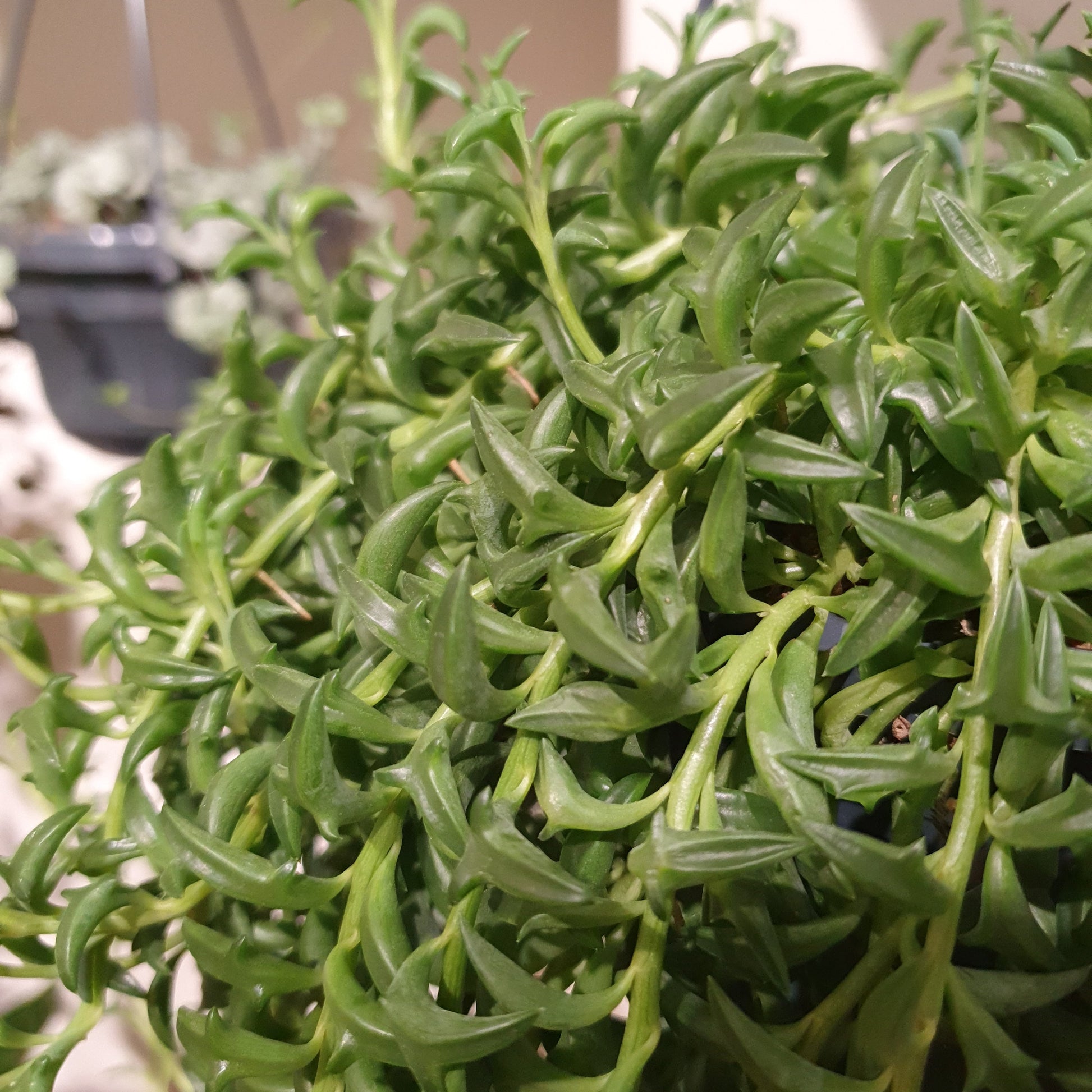 Senecio Peregrinus 'Dolfijnenplant' - De Plantrekkers  - De Plantrekkers