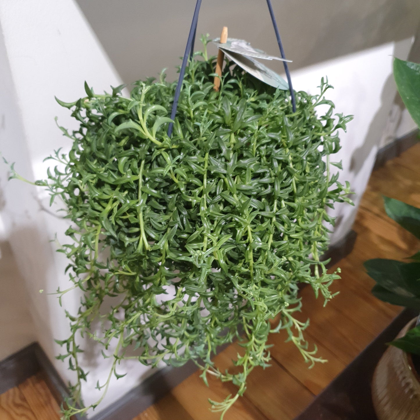 Senecio Peregrinus 'Dolfijnenplant' - De Plantrekkers  - De Plantrekkers