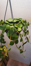 Afbeelding in Gallery-weergave laden, Peperomia Hope - De Plantrekkers  - De Plantrekkers

