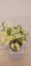 Afbeelding in Gallery-weergave laden, Epipremnum Pinnatum ‘Happy Leaf’ - De Plantrekkers  - De Plantrekkers
