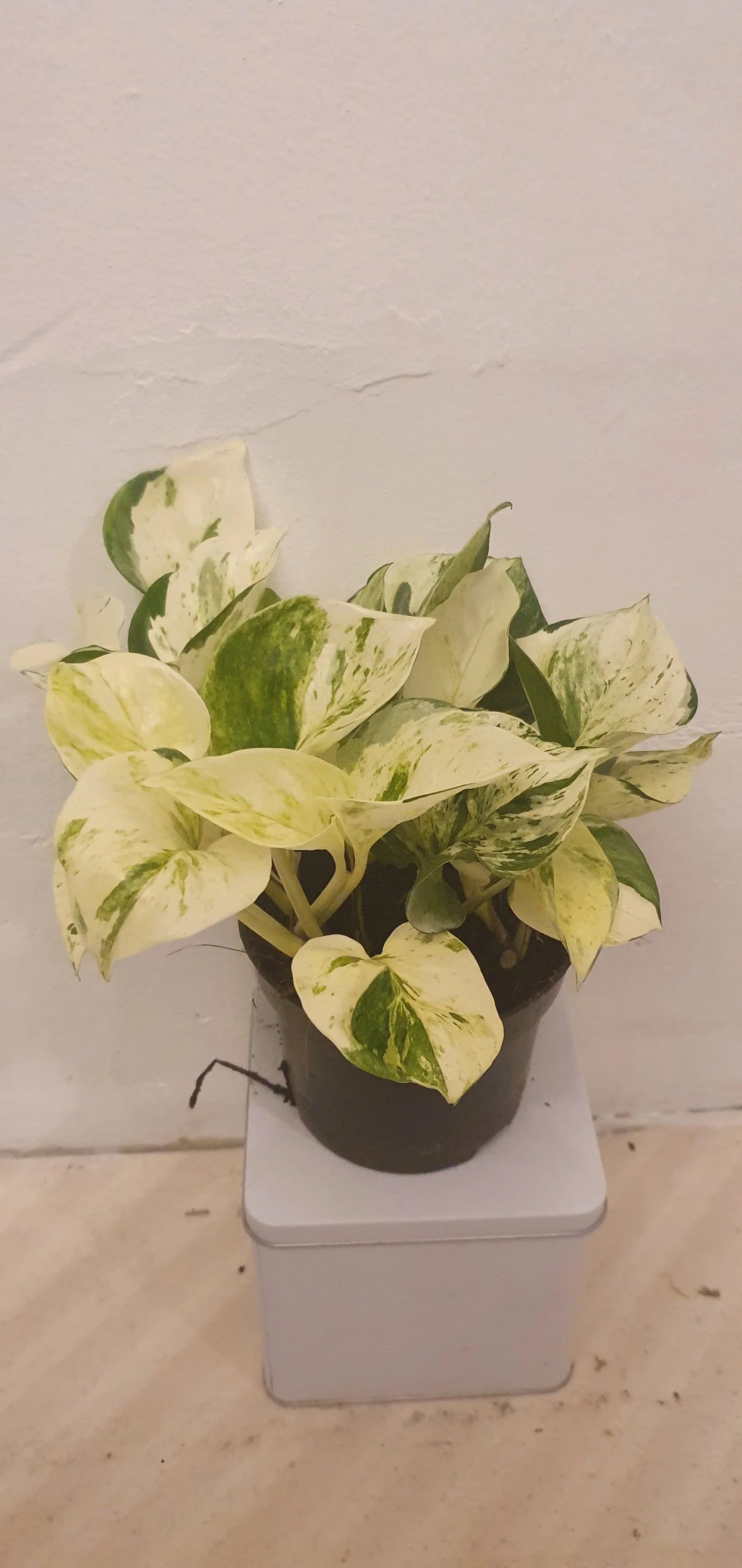 Epipremnum Happy Leaf | Buy hanging plant