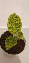 Afbeelding in Gallery-weergave laden, Macodes Petola (Jewel Orchid) - De Plantrekkers  - De Plantrekkers
