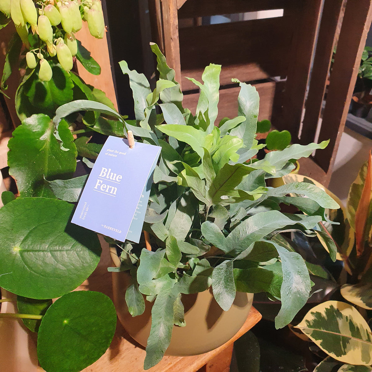 Phlebodium Blue Fern | Buy Ferns | De Plantrekkers – De Plantrekkers
