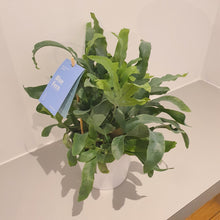 Afbeelding in Gallery-weergave laden, Phlebodium &#39;Blauwvaren&#39; - De Plantrekkers  - De Plantrekkers
