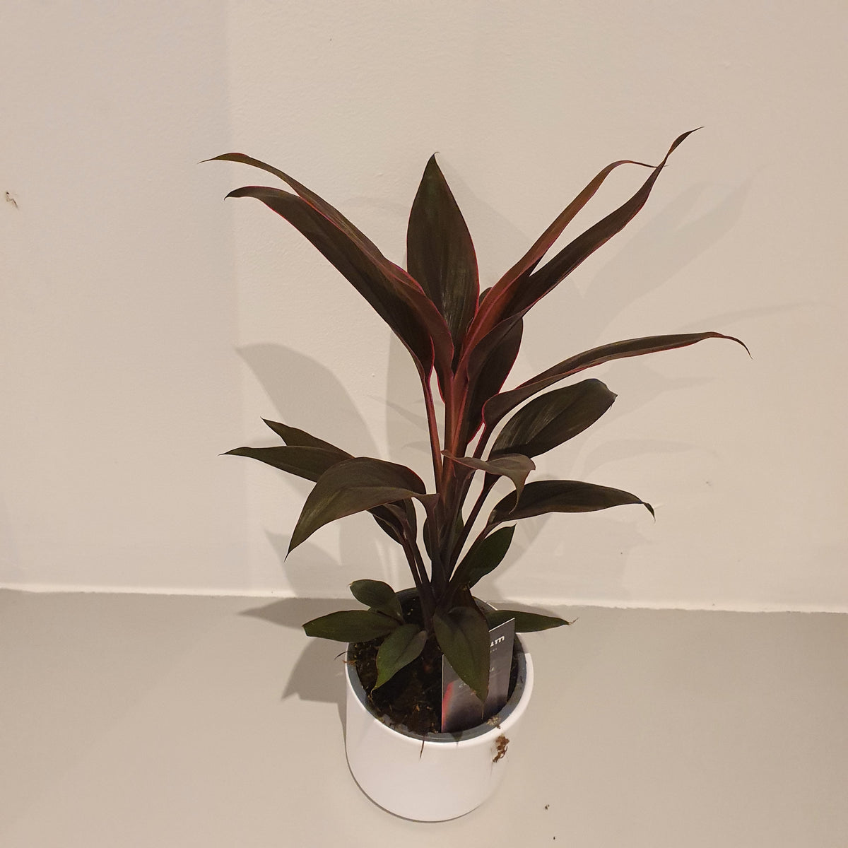 Pianta Cordyline Fruticosa Tango - Vaso 13 Cm, Fogliame Colorato, Pianta Da Interno Ed Esterno