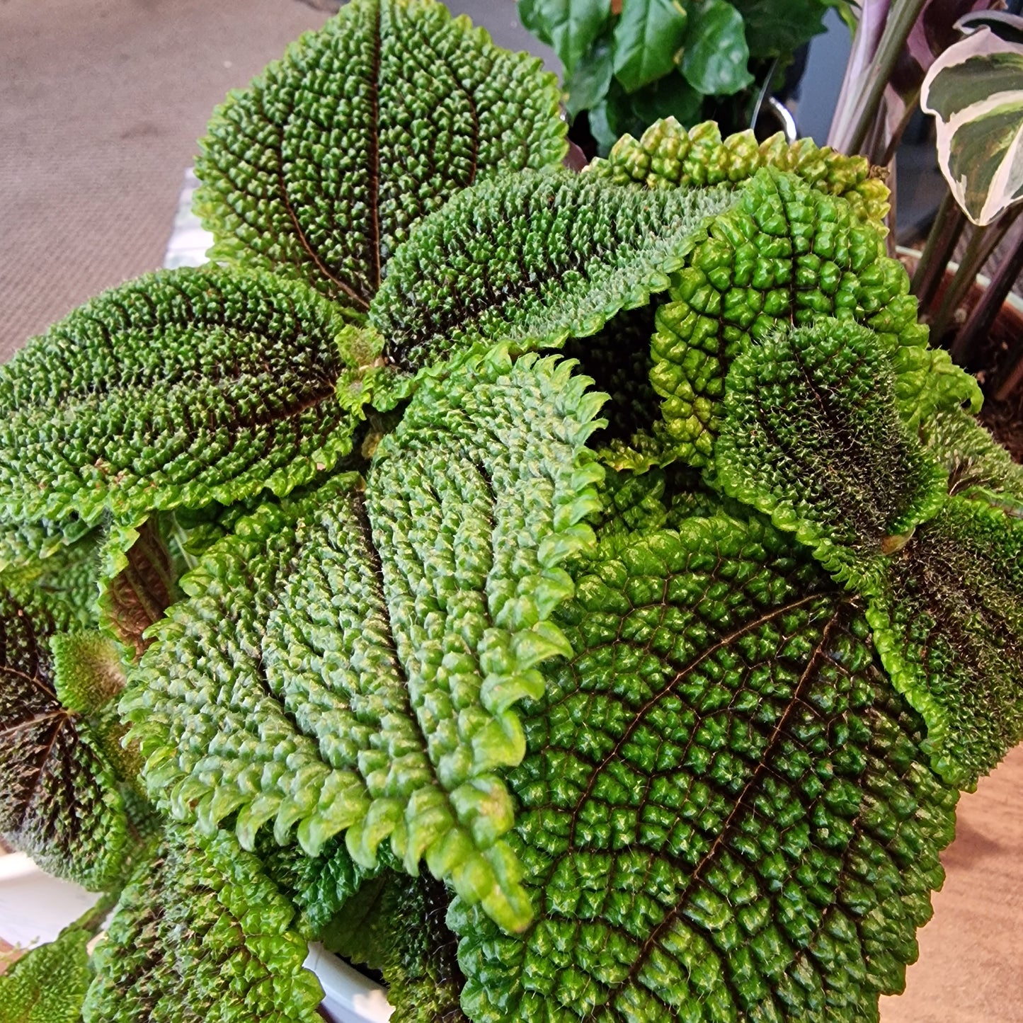 Close-up Pilea Moonvalley bladeren