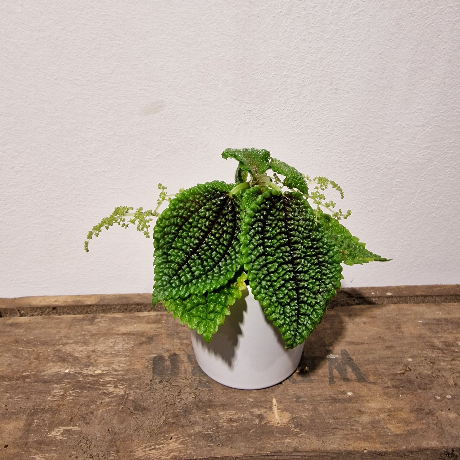 Pilea Moon Valley XS De Plantrekkers