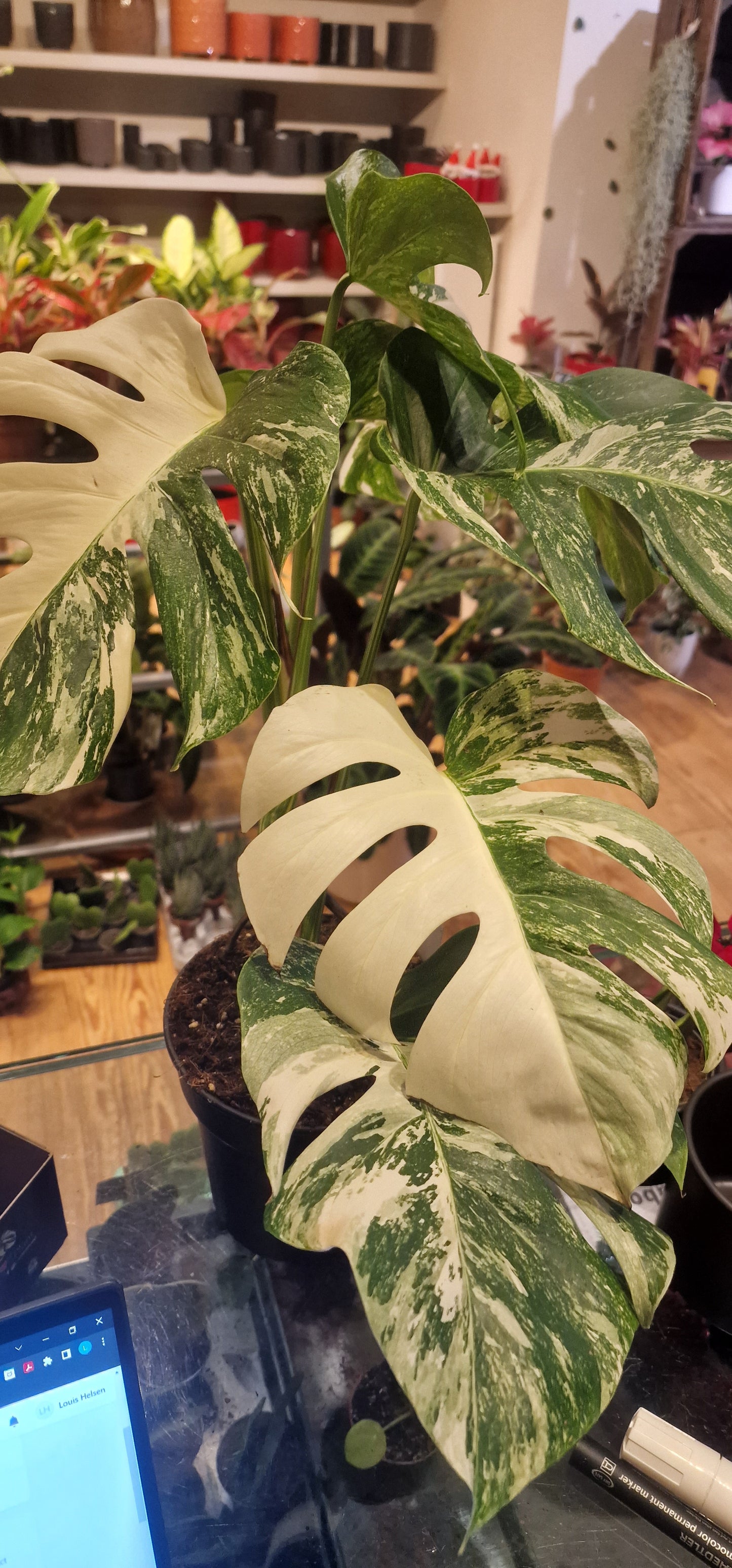 Monstera Variegata 