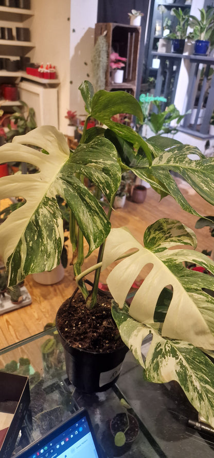 Monstera Variegata 