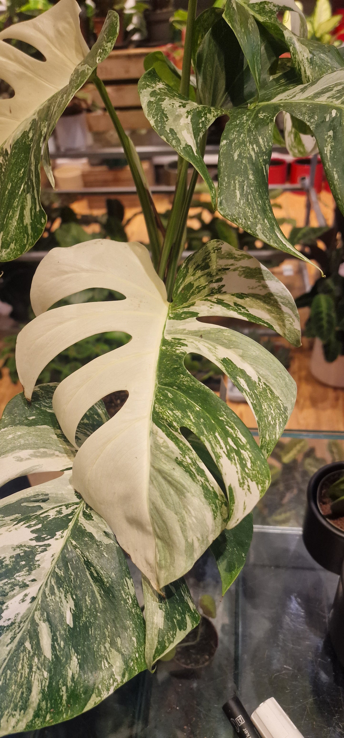 Monstera Variegata 