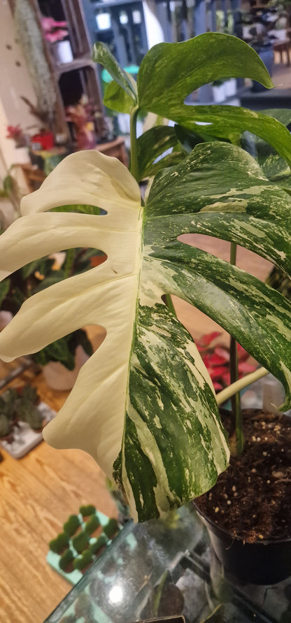 Monstera variégata 