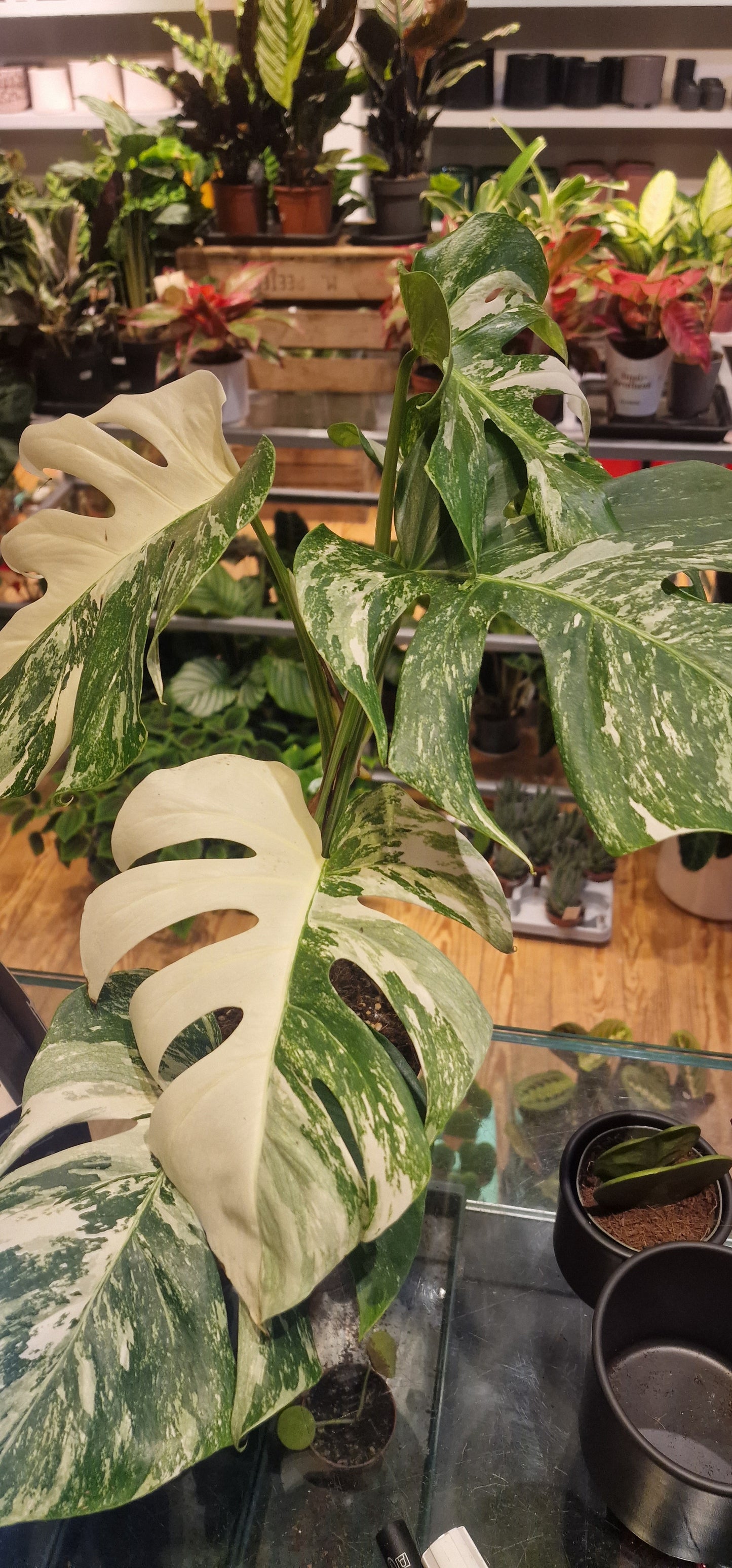 Monstera variégata 