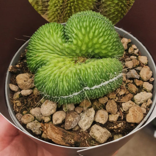 Mammillaria Spinosissima