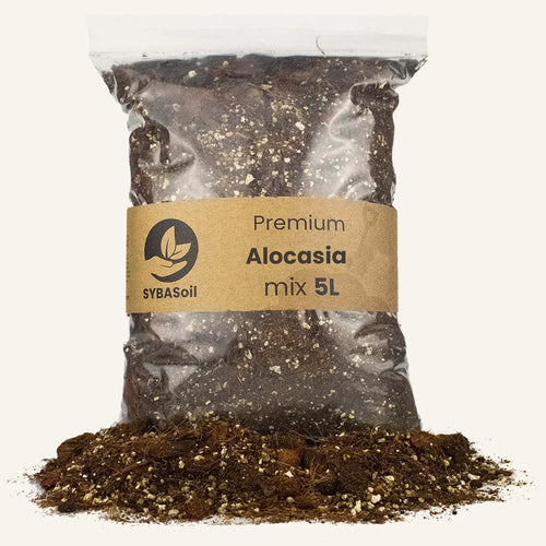 Alocasia mix 5L - De Plantrekkers  - De Plantrekkers 