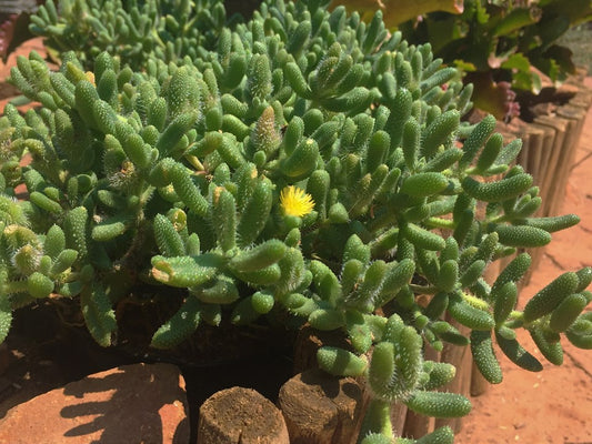 Foto van een Delosperma Echinatum, ook wel bekend als de Pickle Plant. De plant heeft augurkvormige bladeren en voelt heel zacht door de witte haartjes op de bladeren. Kleine, gele bloemen zijn zichtbaar aan de uiteinden van sommige stengels.