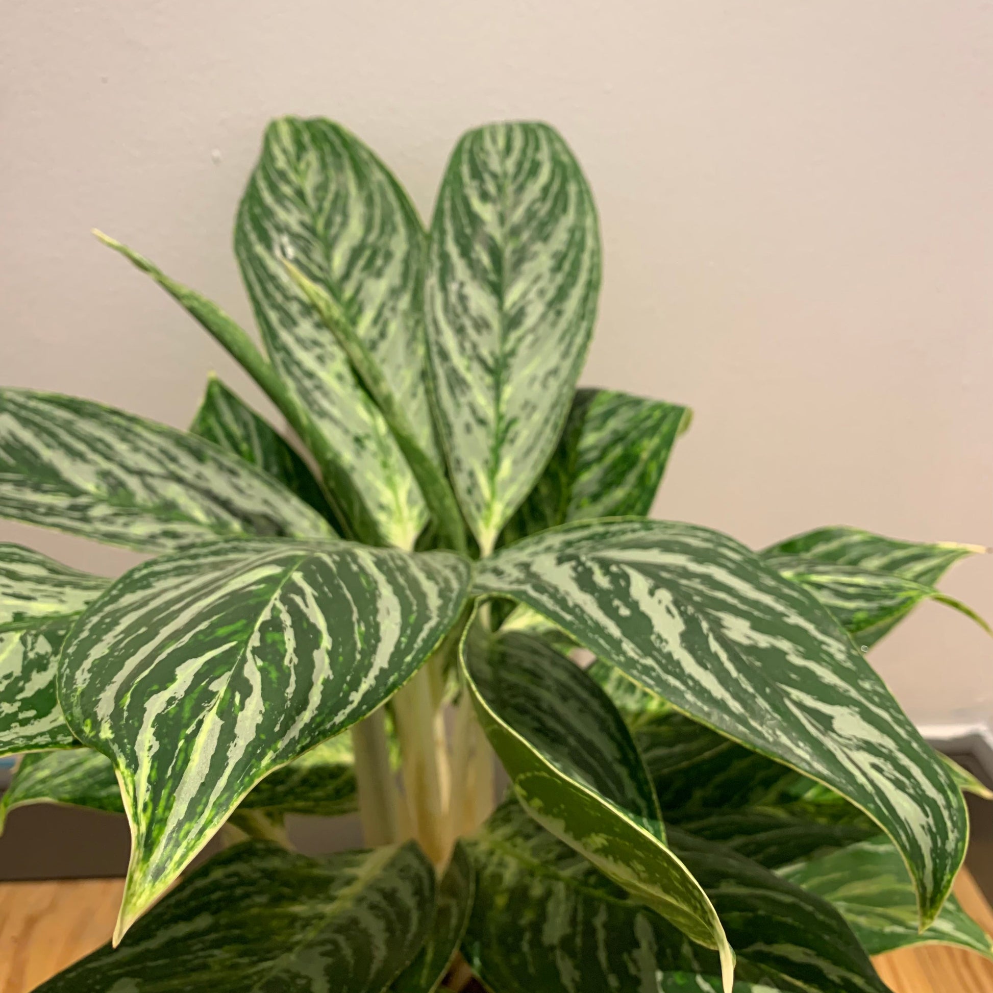 Aglaonema Green Sun - De Plantrekkers  - De Plantrekkers