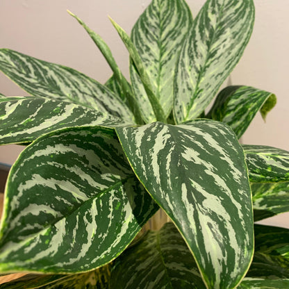 Aglaonema Green Sun - De Plantrekkers  - De Plantrekkers