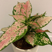 Afbeelding in Gallery-weergave laden, Aglaonema Pink Spotted - De Plantrekkers  - De Plantrekkers
