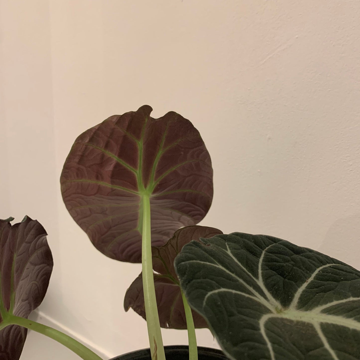 Alocasia Black Velvet - De Plantrekkers  - De Plantrekkers