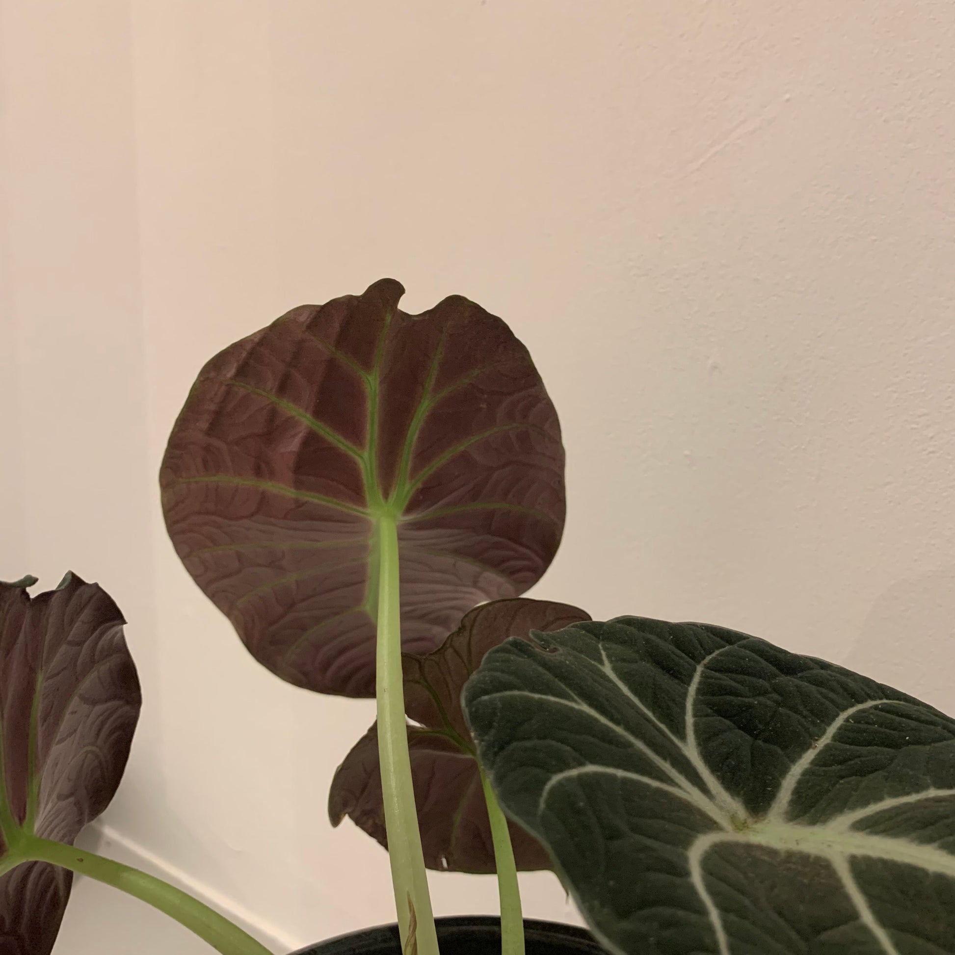 Alocasia Black Velvet - De Plantrekkers  - De Plantrekkers