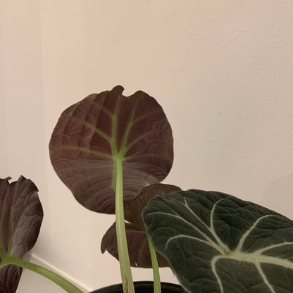 Alocasia Black Velvet - De Plantrekkers  - De Plantrekkers