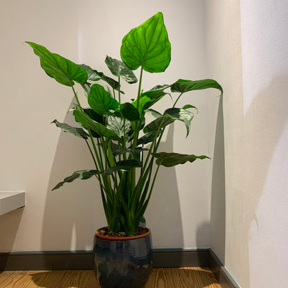 Alocasia Cucullata - De Plantrekkers  - De Plantrekkers