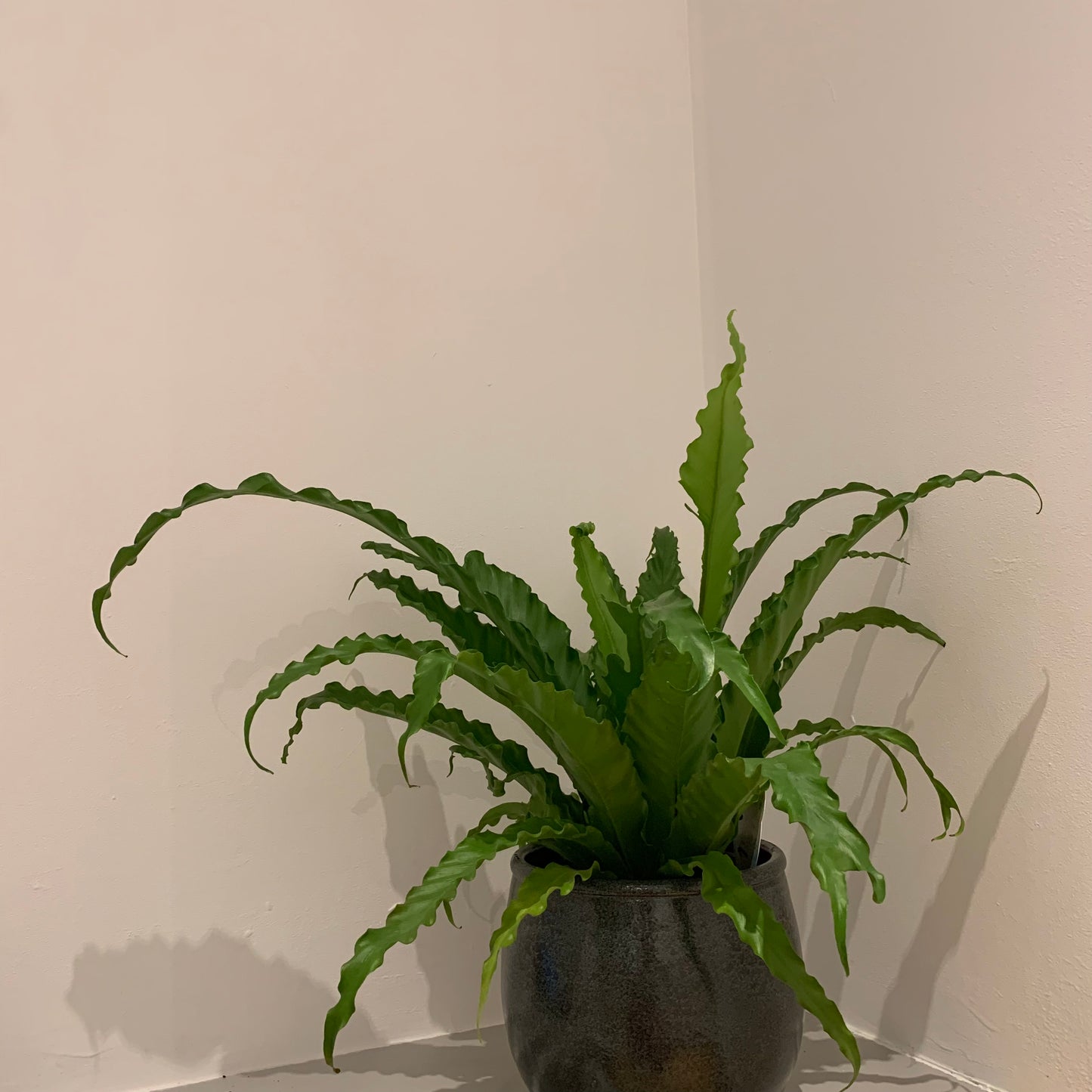 Asplenium Antiquum 'Osaka' - De Plantrekkers  - De Plantrekkers