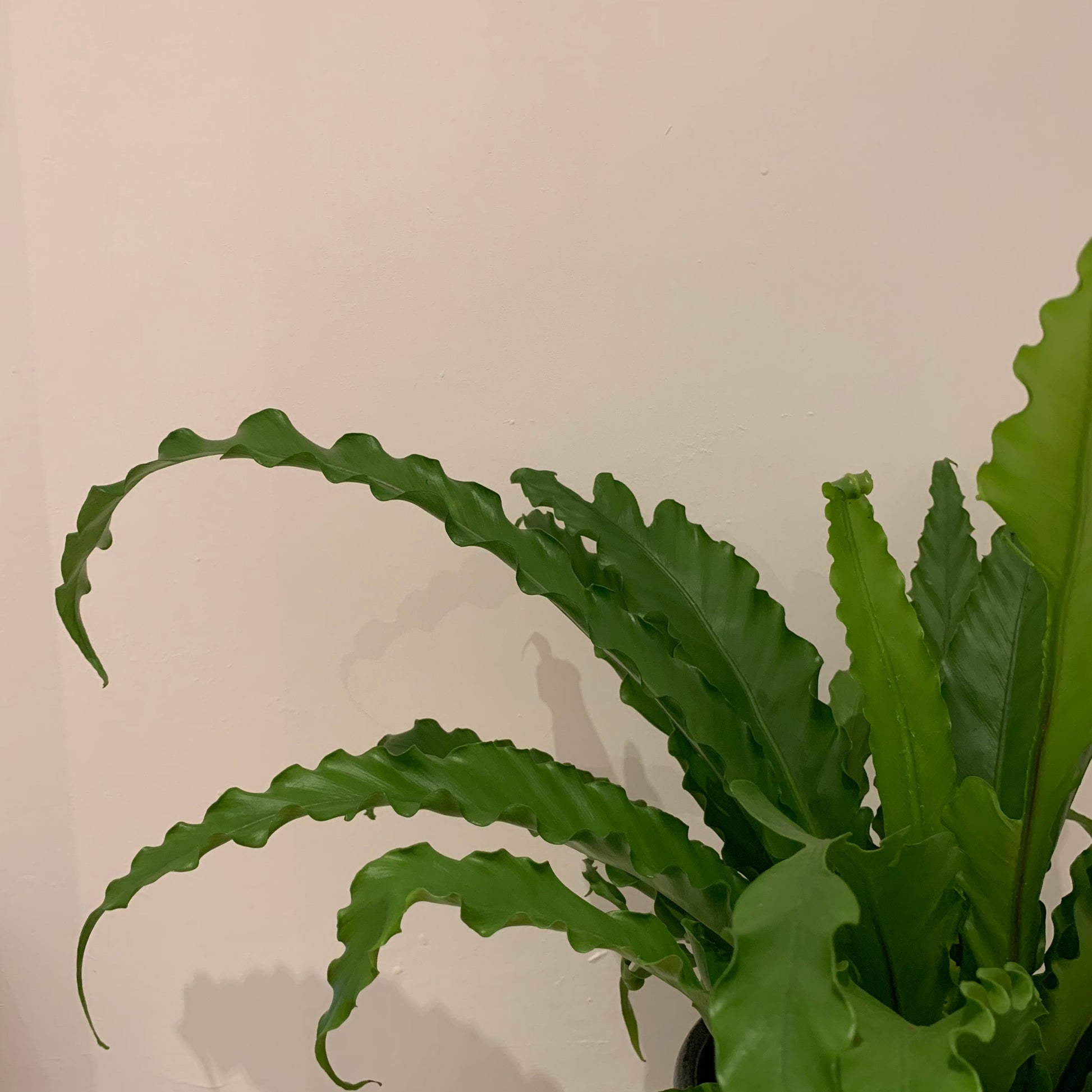 Asplenium Antiquum 'Osaka' - De Plantrekkers  - De Plantrekkers