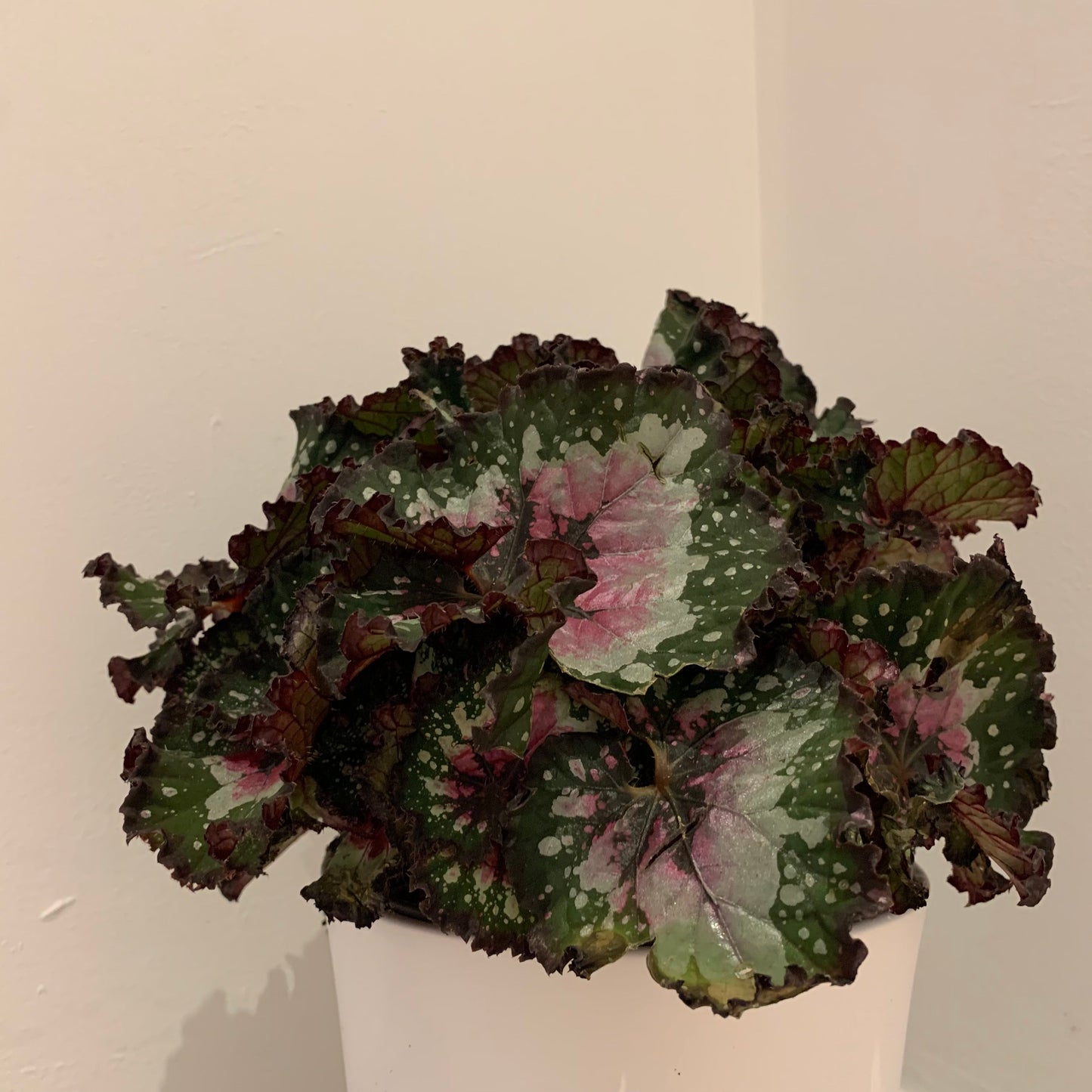 Begonia 'Purple Blush' - De Plantrekkers  - De Plantrekkers