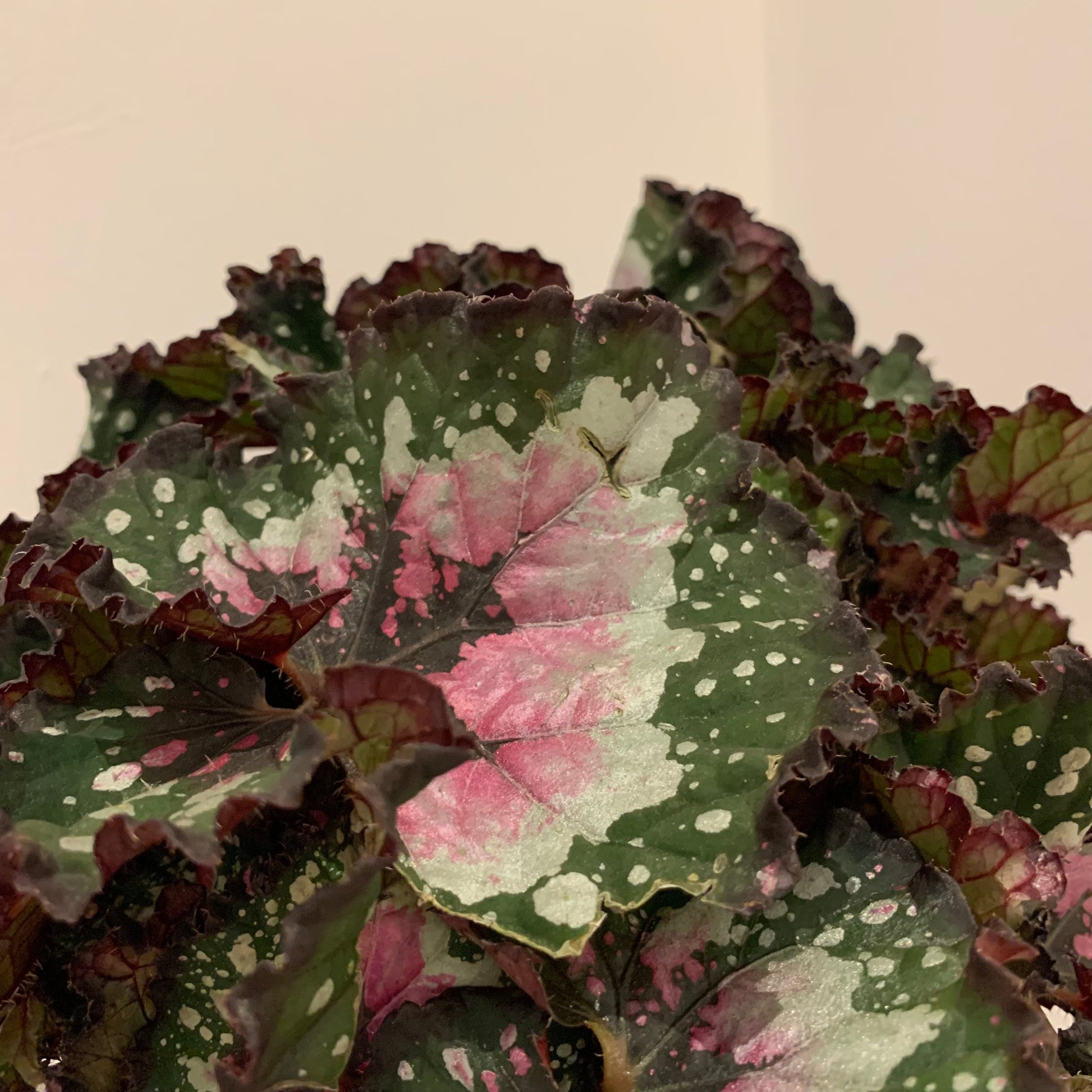 Begonia 'Purple Blush' - De Plantrekkers  - De Plantrekkers