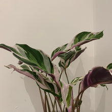 Afbeelding in Gallery-weergave laden, Calathea White Fusion - De Plantrekkers  - De Plantrekkers

