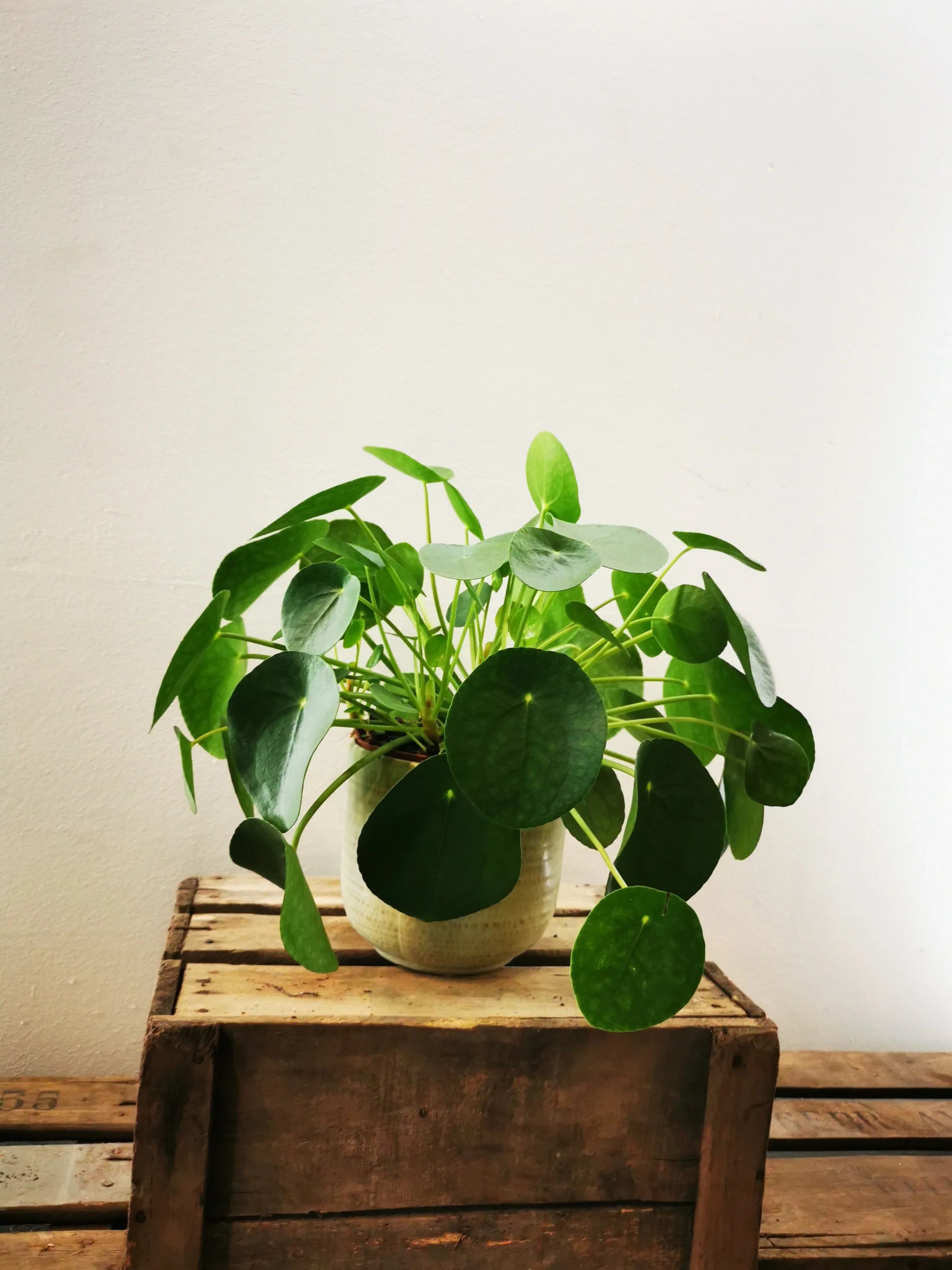 pancake money plant Pancake plant | Pilea Peperomoides