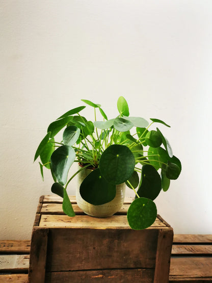 pancake money plant Pancake plant | Pilea Peperomoides