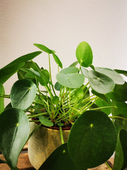 pancake money plant Pancake plant | Pilea Peperomoides
