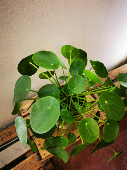 pancake money plant Pancake plant | Pilea Peperomoides