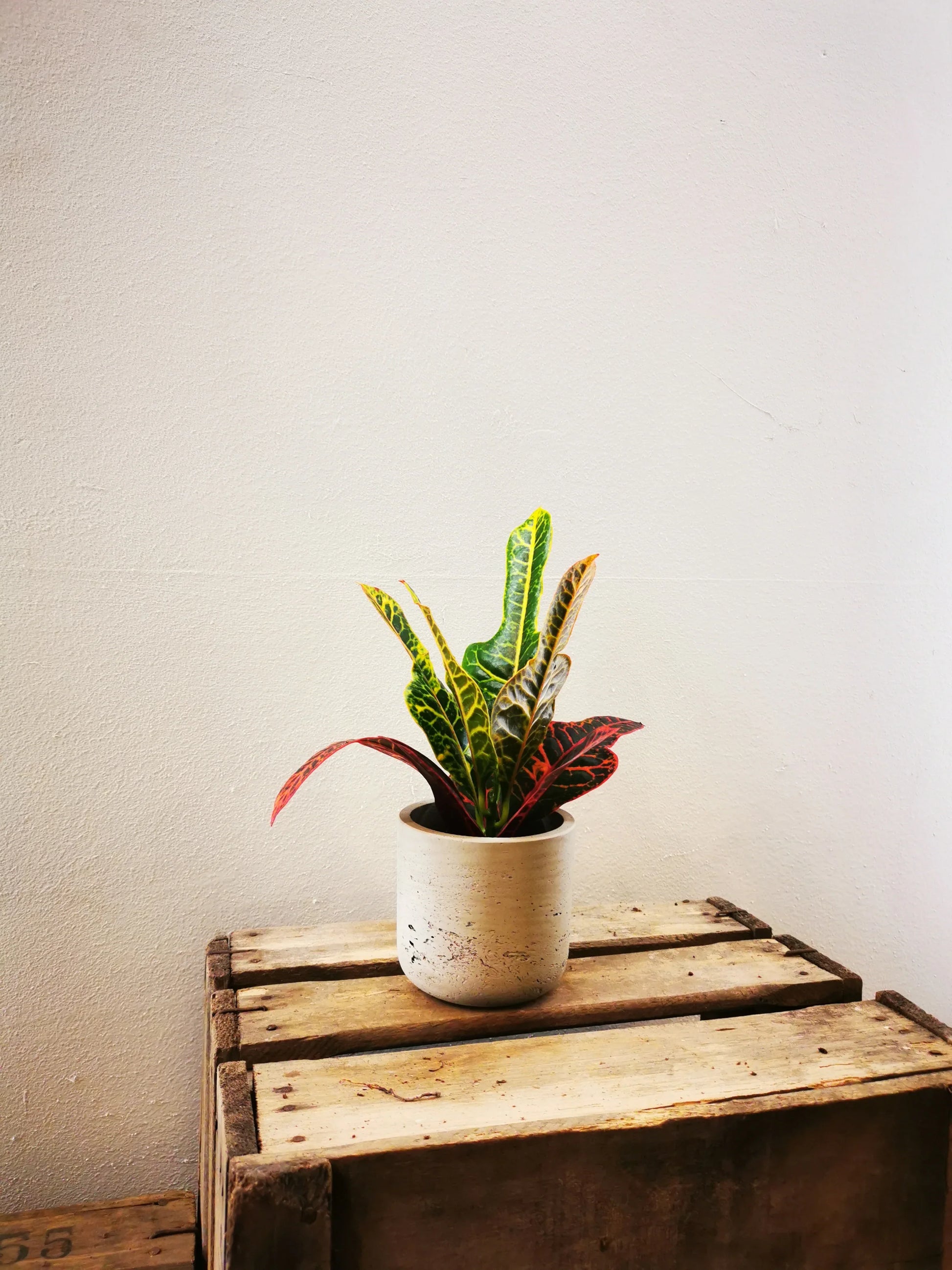 codiaeum plant indoor Codiaeum GR 'Excellent' | Foliage plant