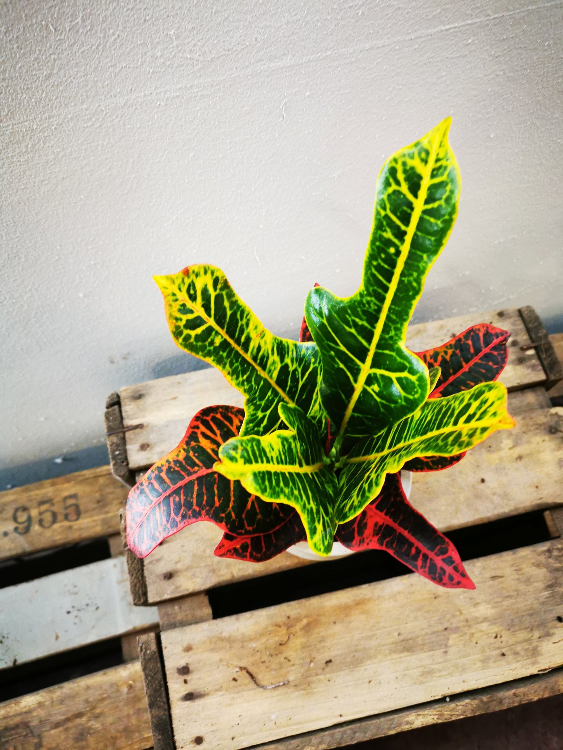Codiaeum var. GR 'Excellent' Small De Plantrekkers