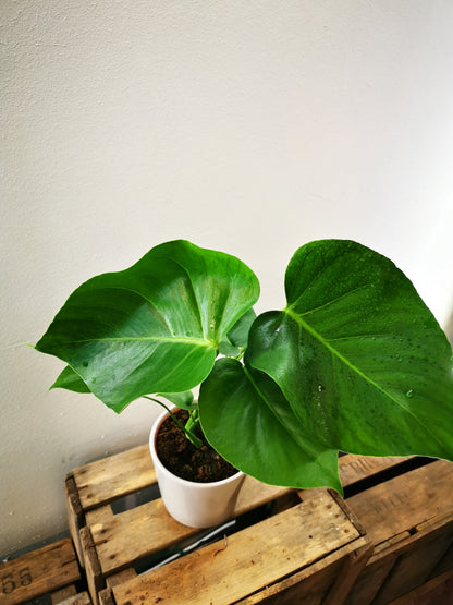 monstera plant kopen Monstera Deliciosa kopen | Kamerplant