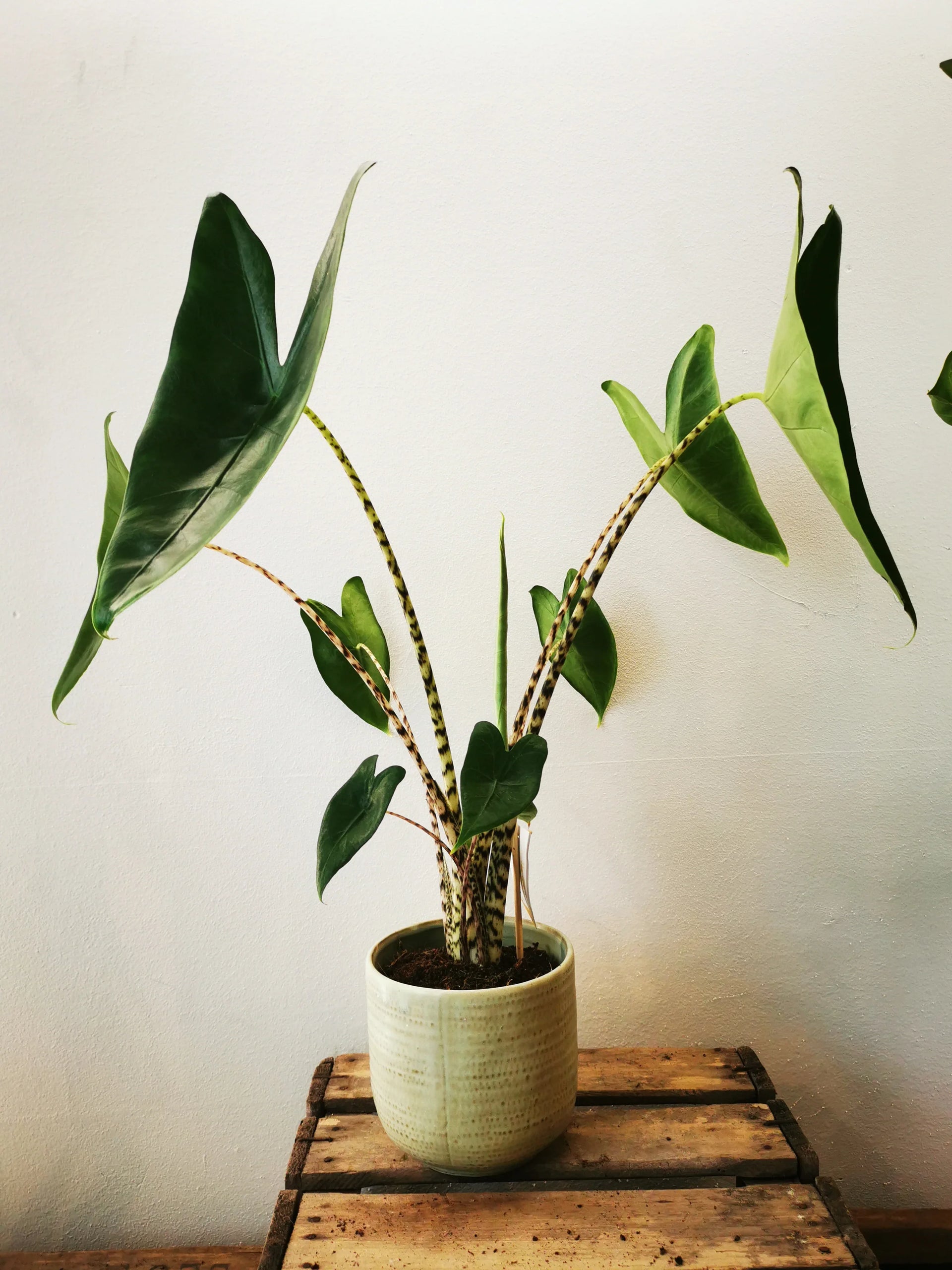 Alocasia Zebrina | Buy Exotic Plant