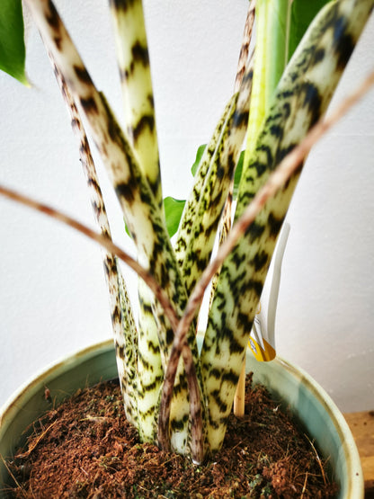 Alocasia Zebrina - De Plantrekkers  - De Plantrekkers