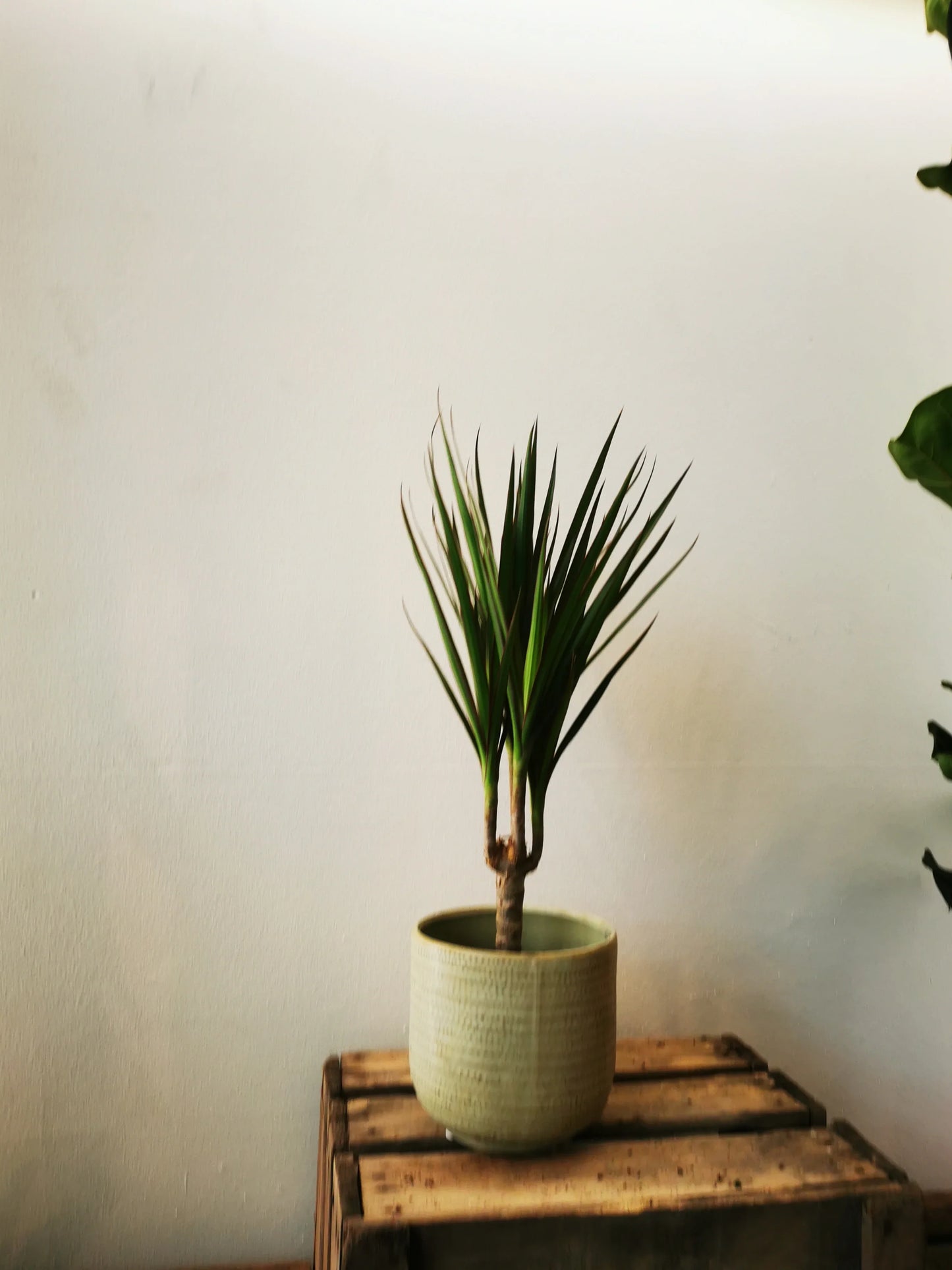 dracaena marginata fungus Dracaena Marginata | Tropical Houseplant