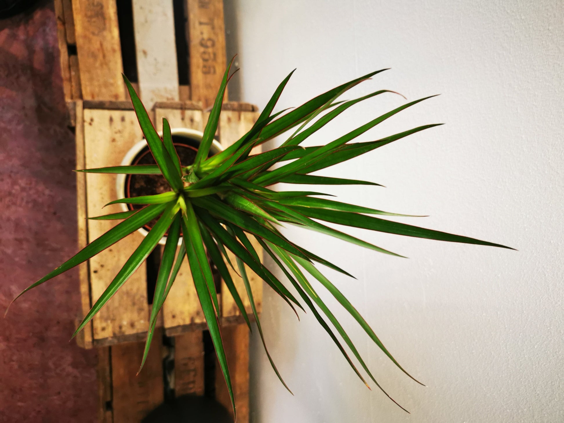 Dracaena Marginata - De Plantrekkers  - De Plantrekkers