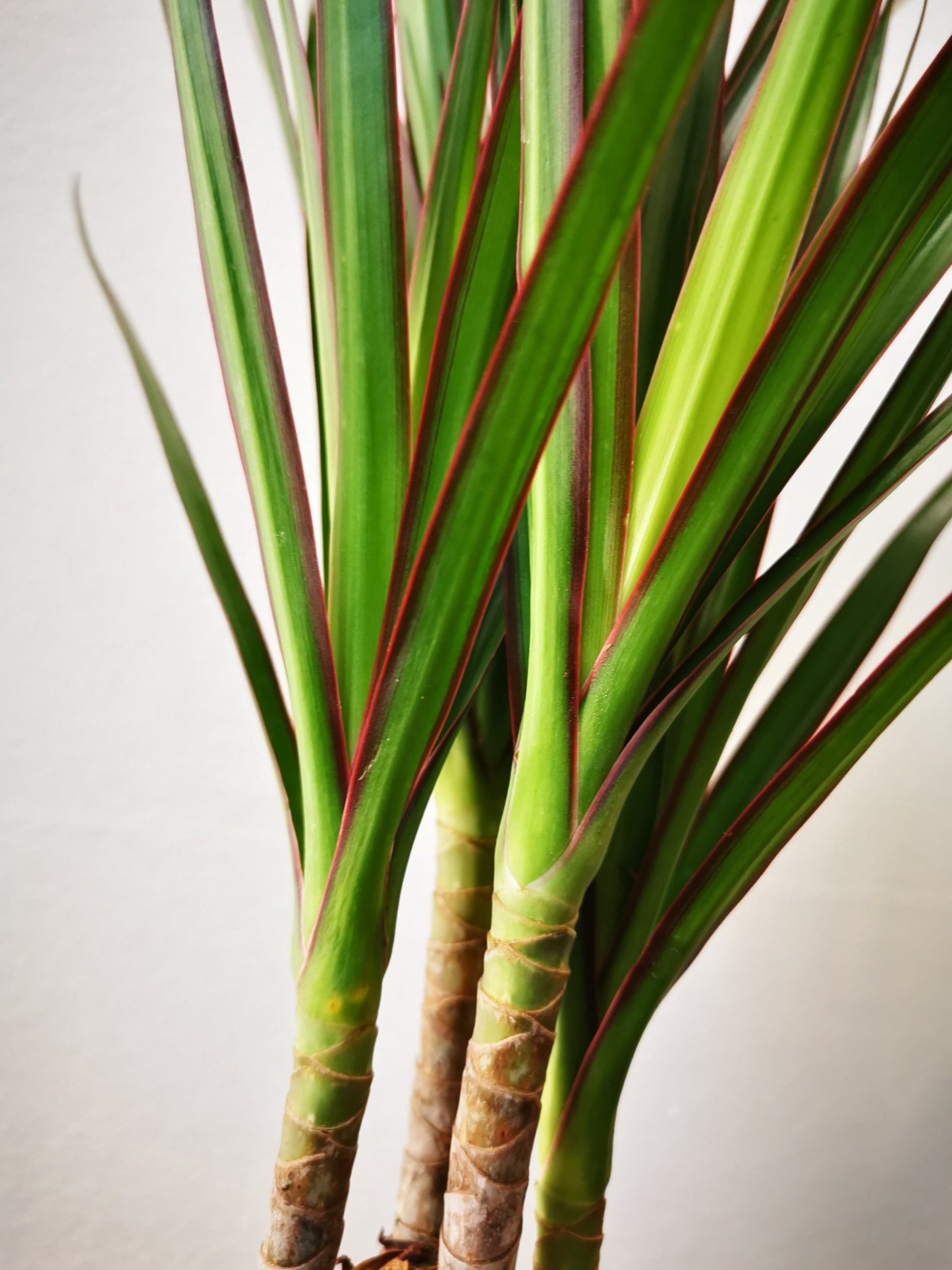 Dracaena Marginata - De Plantrekkers  - De Plantrekkers