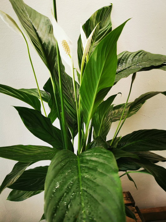 Spathiphyllum 'Maximo Cupido' - De Plantrekkers  - De Plantrekkers